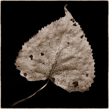 Leaf III