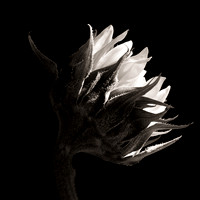 Sunflower Profile