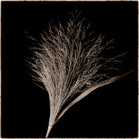 Meadow Broom