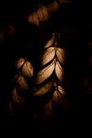 Shadowed Leaves