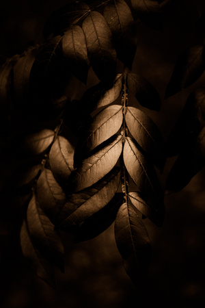 Shadowed Leaves